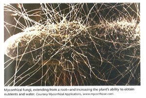 Endo-Myccorhizal Hyphae Penetrating the Soil Around a Root