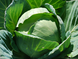 Growing Cabbage