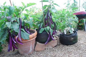 Eggplants Growing in 7-gallon Smart Pots 