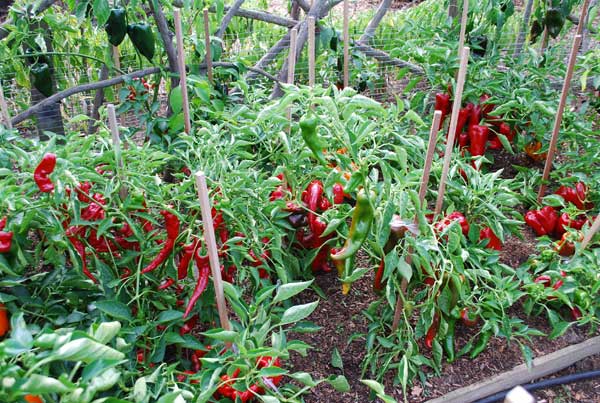 2012 Pepper Bed Just Before Harvest