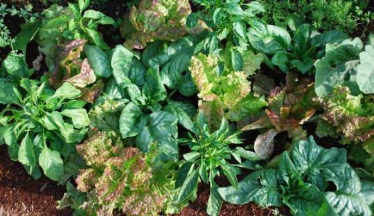 Lettuce and Spinach Interplanted with Chiles 1