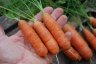 Growing Carrots—‘Babette’, Size