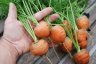 Growing Carrots—‘Romeo’, Size