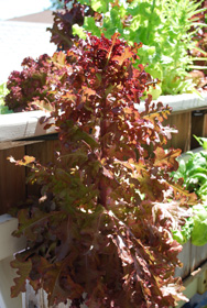 Bolting Lettuce