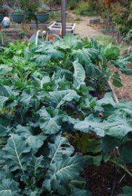 Broccoli and Mixed Brassicas Bed