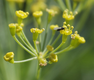 Aphid Wasp on Dill Flowers