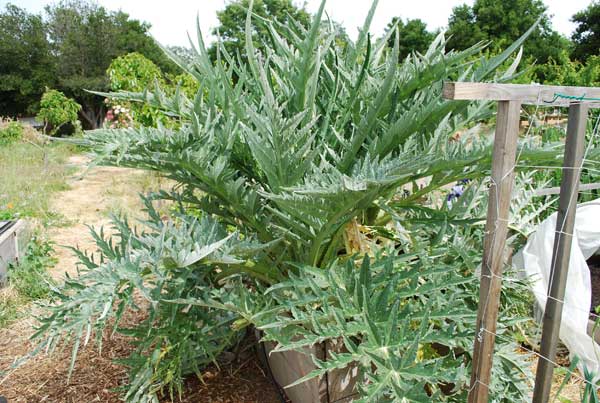 Growing Artichokes How To Grow Artichokes Planting Artichokes,Msg In Food Side Effects