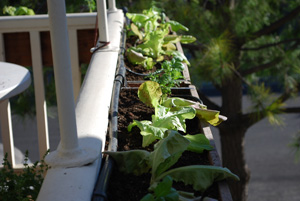 Planting lettuce in a window box