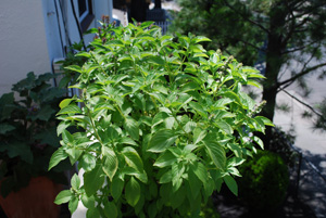 Growing Basil—‘Mrs. Burns’ Lemon’