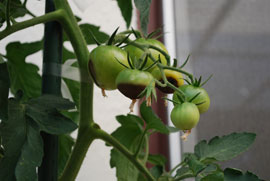 Blossom End Rot is Common on Container Tomatoes