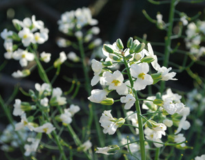 Broccoli Flowers for Attracting Beneficial Insects
