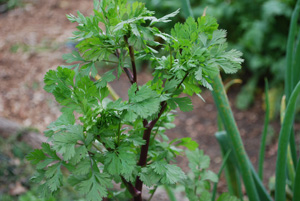 Bolting Cilantro