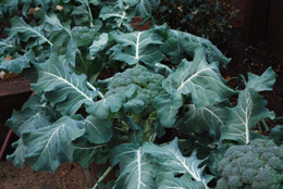 Broccoli Varieties—'Blue Wind' 2