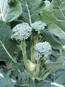 Broccoli Varieties—'Apollo'