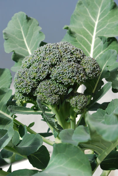 Broccoli Varieties—'Arcadia' 1