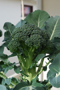 Broccoli Varieties—'Diplomat' 1