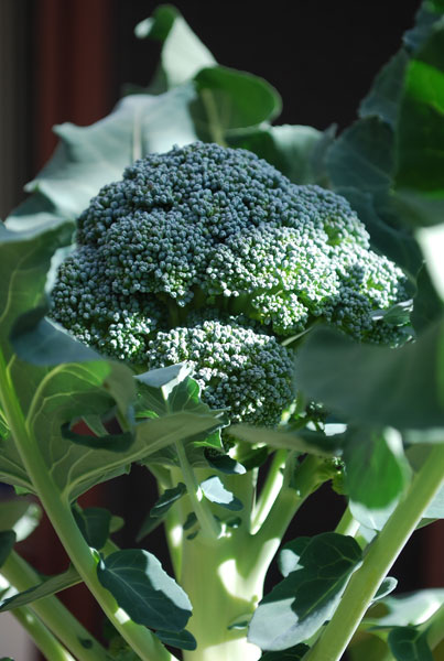 Broccoli Varieties—'Marathon' 1