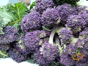 Broccoli Varieties—'Early Purple Sprouting'