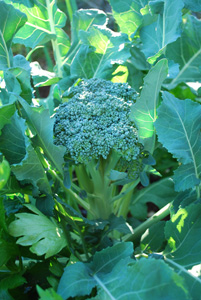 Broccoli Varieties—'Waltham 29'