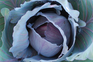 Cabbage Varieties—‘Red Express’