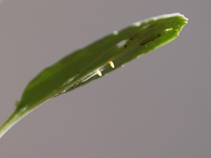 Cabbage Butterfly Eggs and Larva