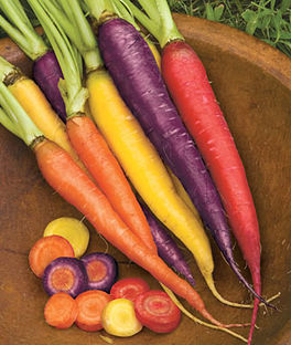 'Kaleidoscope Mix' Multi-Colored Carrot Seed Blend