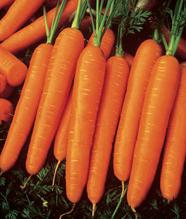 'Scarlet Nantes' Carrots