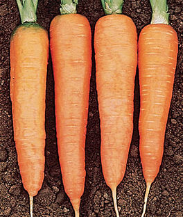 'Touchon' Carrots