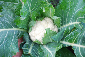  Cauliflower Varieties—‘Snow Crown’