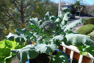 Container Broccoli 3