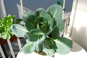 Growing Cabbage in Containers–'Kaitlin'