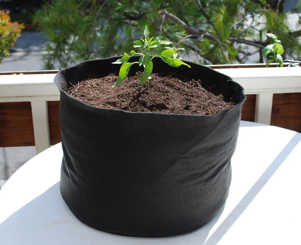 https://www.grow-it-organically.com/images/container-jalapeno-beg10a-l.jpg