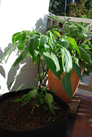 ‘Early Jalapeno’ in a 7-gallon Smart Pot with Organic Soil Amendments, 5 Weeks After Transplanting