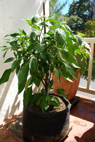 ‘Early Jalapeno’ in a 7-gallon Smart Pot with Organic Soil Amendments, 9 Weeks After Transplanting 