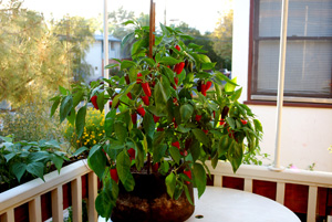 ‘Early Jalapeno’ Growing in a 7-gallon Smart Pot with Organic Soil Amendments, 3 Months after Transplanting 2