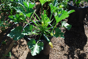 Growing Squash in Containers—Zucchini ‘Raven’