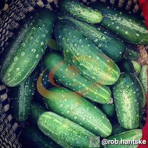 'National Pickling' Cucumber.