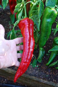 'Carmen' Bull's Horn (Corno di Toro) Pepper, hand