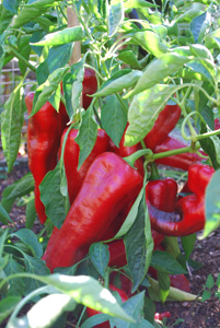 'Carmen' Bull's Horn (Corno di Toro) Pepper