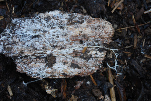 Fungi Breaking Down a Wood Chip