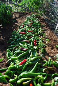 Green Chile Harvest 2010:  52 lbs from 16 Plants