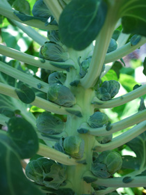 Growing Brussels Sprouts