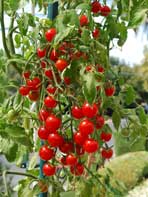 'Sweet 100' Cherry Tomatoes Growing on My Deck