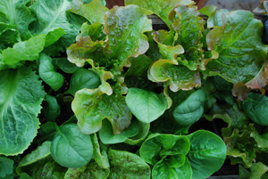 Growing Mixed Salad Greens in a Window Box 1