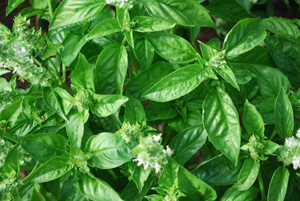 Growing Basil—‘Genovese’