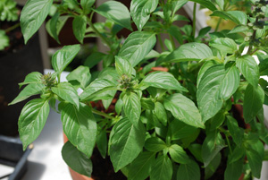 Basil Varieties—‘Lime’