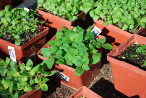 Start Basil Seedlings in a Warm Place