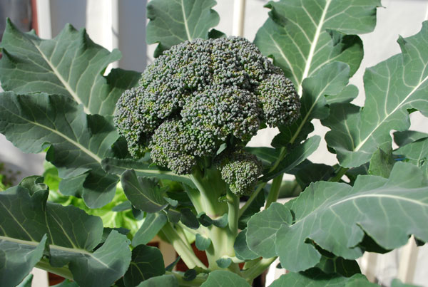 Growing Broccoli—'Arcadia' 1