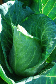 ‘Caraflex’ Cabbage