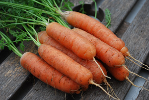 ‘Babette’ Carrots, a ‘Mini’ Carrot Variety Suitable for Growing in Containers and Heavy or Rocky Soils
